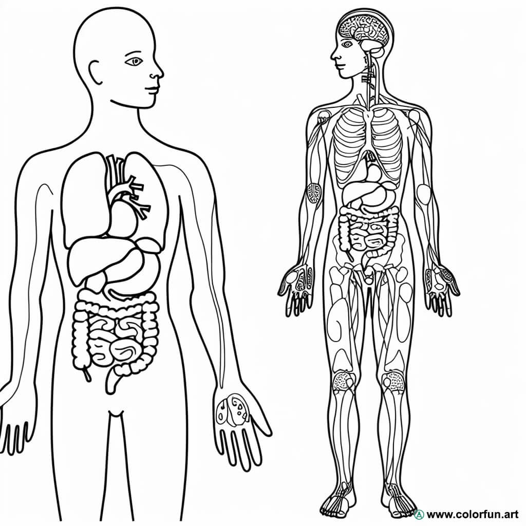 Dibujos Para Colorear Del Cuerpo Humano - Colorfun.Art